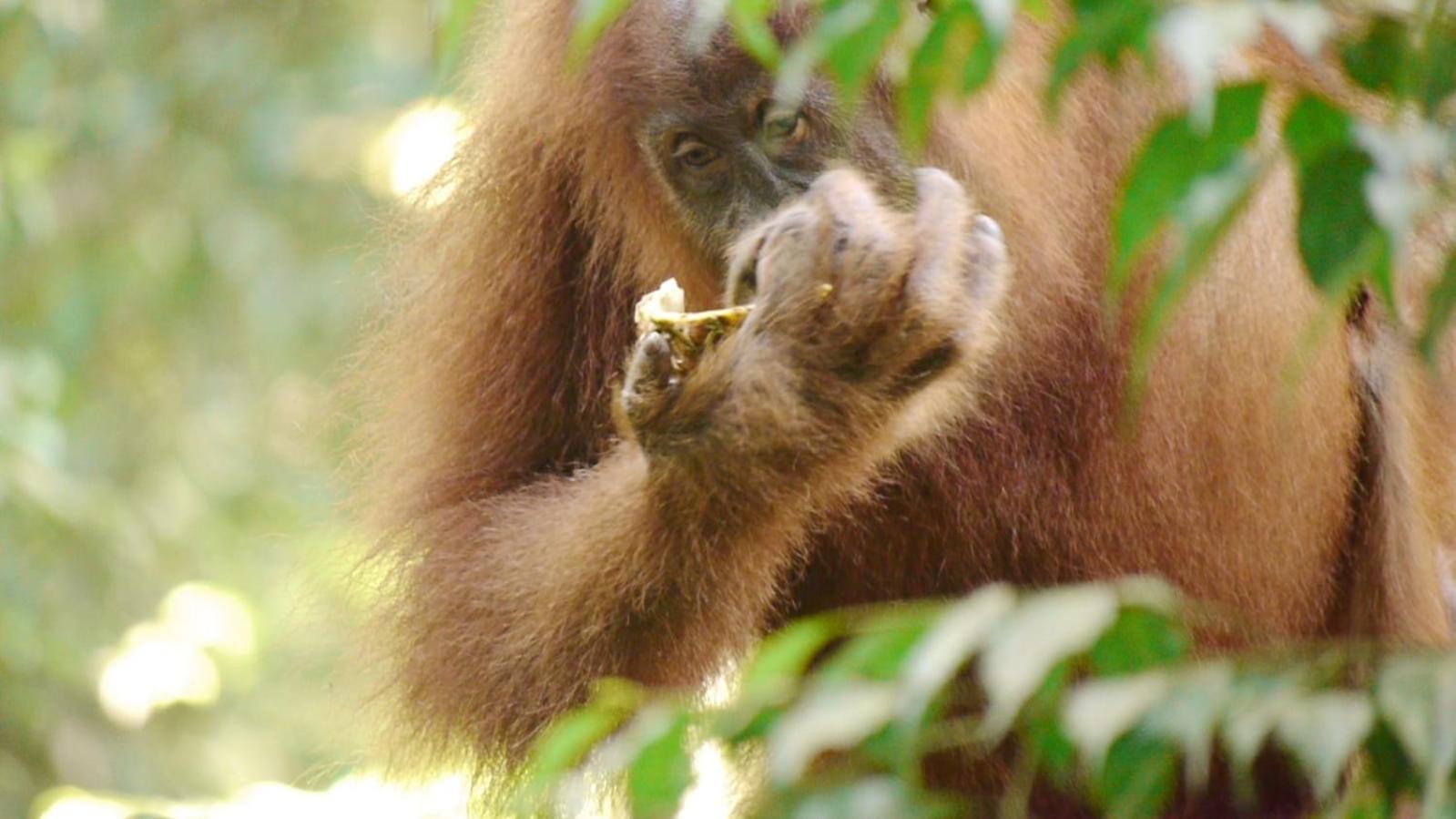 Batu Kapal Guest House & Jungle Trekking Bukit Lawang Dış mekan fotoğraf