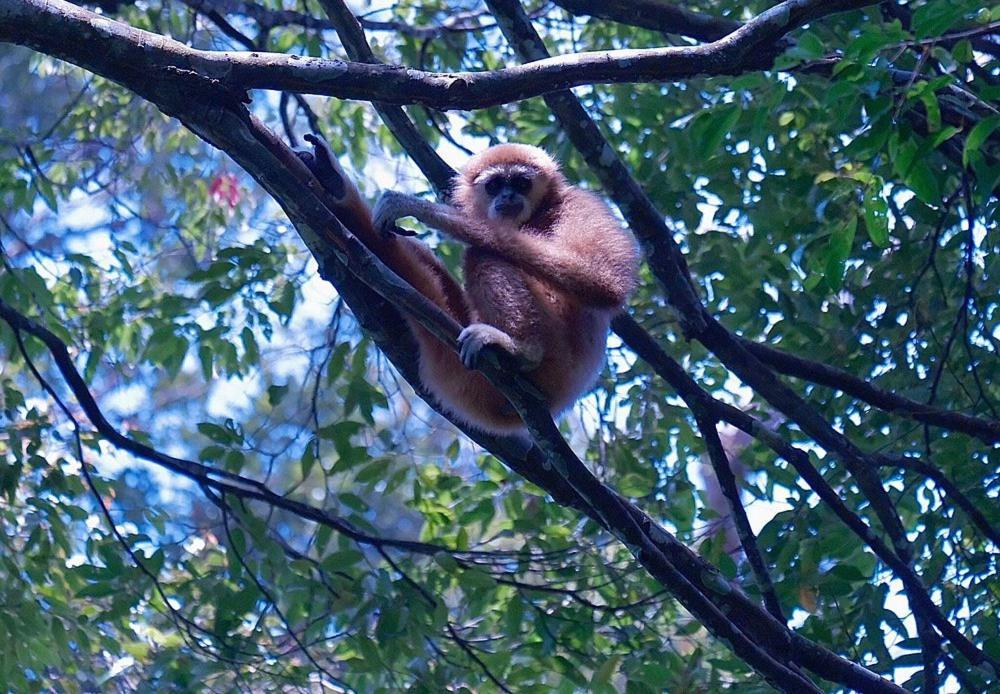 Batu Kapal Guest House & Jungle Trekking Bukit Lawang Dış mekan fotoğraf