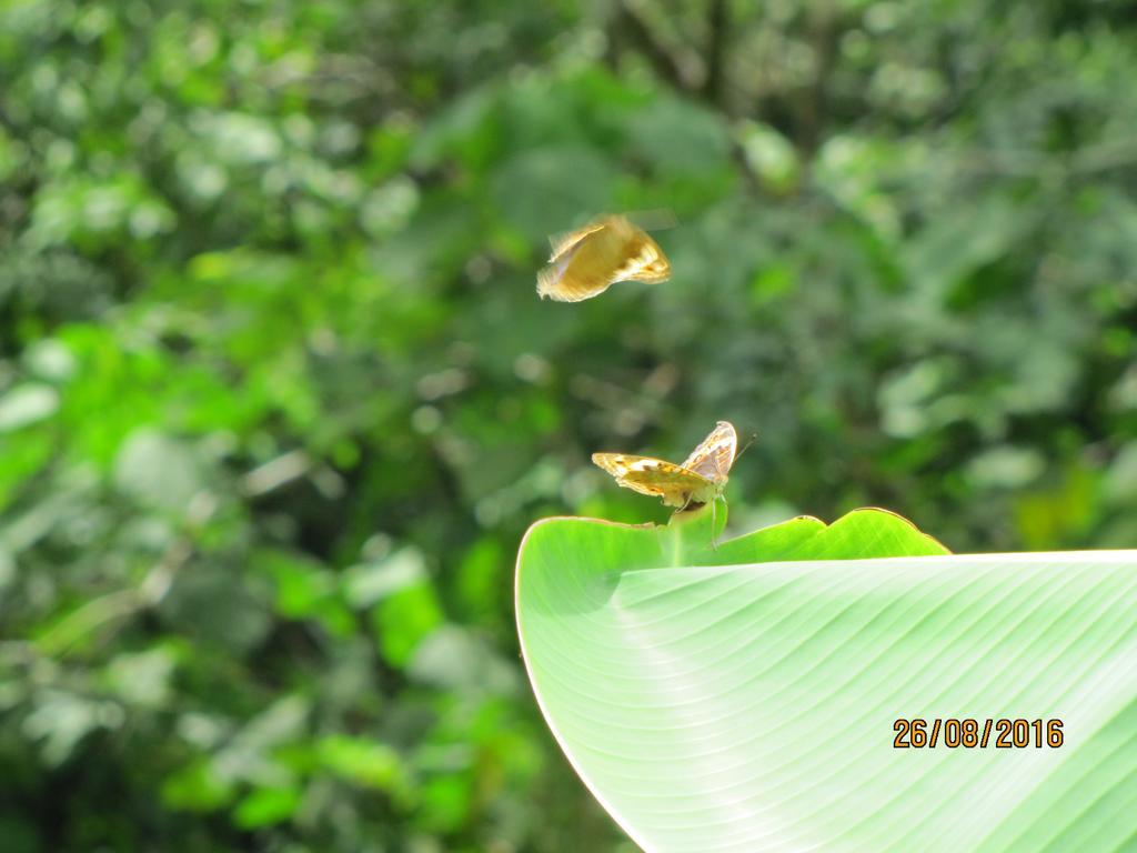 Batu Kapal Guest House & Jungle Trekking Bukit Lawang Dış mekan fotoğraf