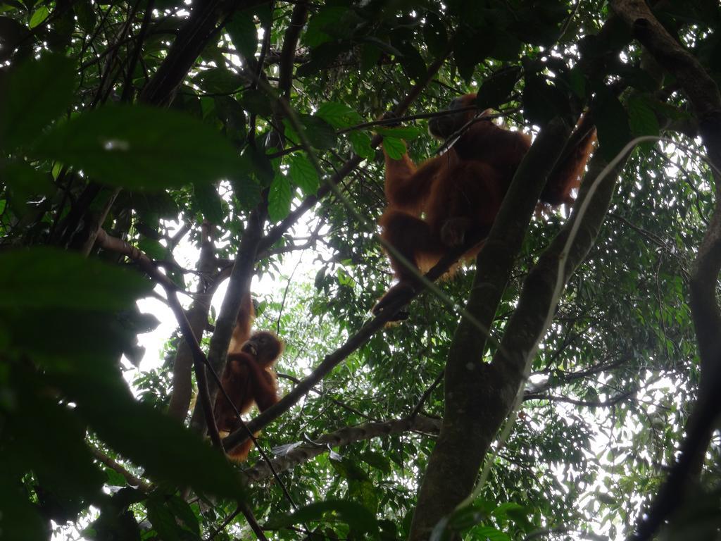 Batu Kapal Guest House & Jungle Trekking Bukit Lawang Dış mekan fotoğraf